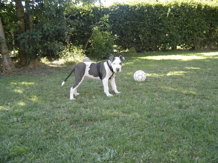 Amerikansk staffordshire terrier Milo billede 15