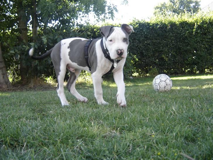 Amerikansk staffordshire terrier Milo billede 16