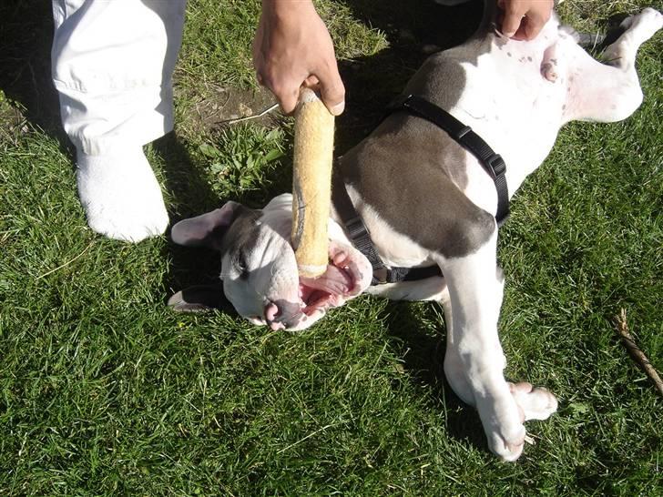 Amerikansk staffordshire terrier Milo billede 17