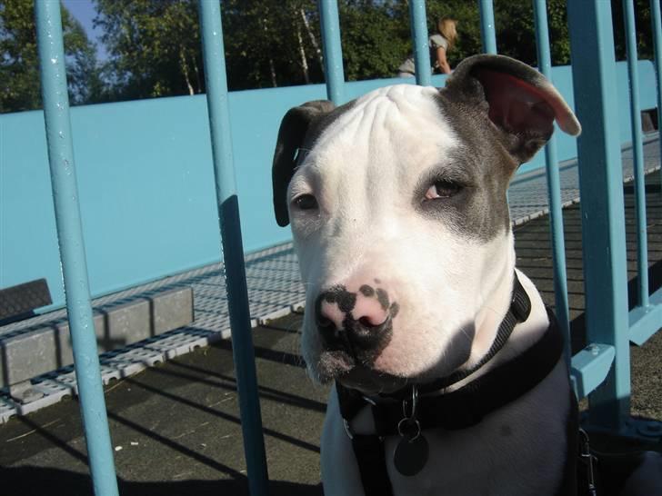 Amerikansk staffordshire terrier Milo billede 18