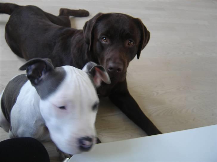 Amerikansk staffordshire terrier Milo billede 19