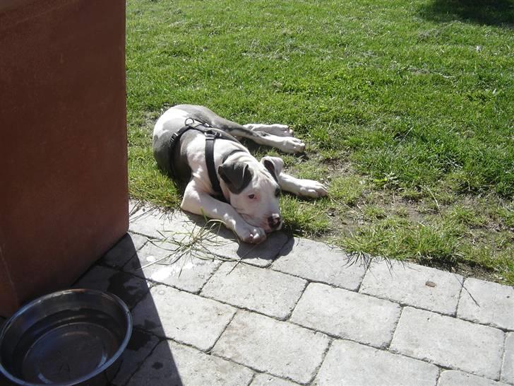 Amerikansk staffordshire terrier Milo billede 20