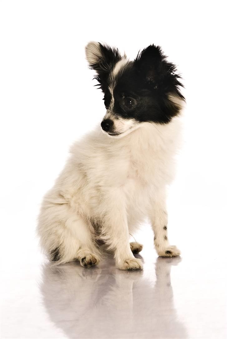 Papillon Buffy - smukke Buffy :D.. billede 15