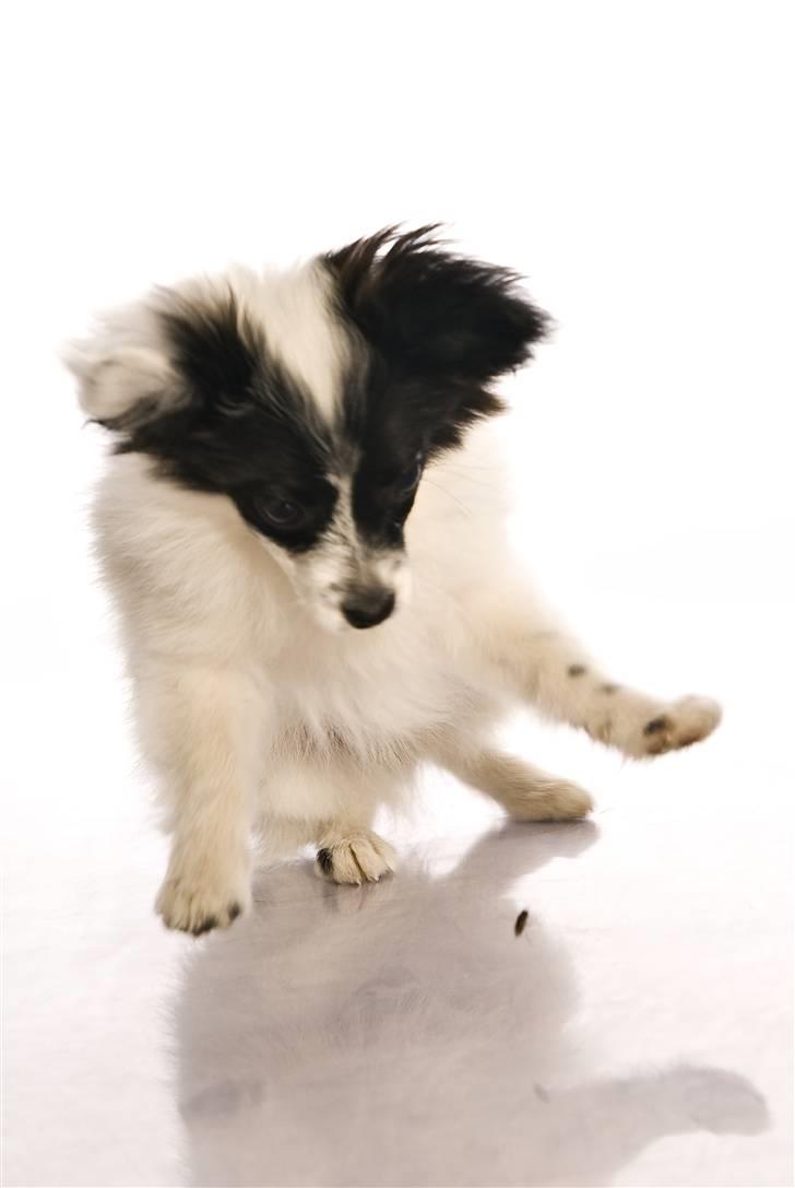 Papillon Buffy billede 16