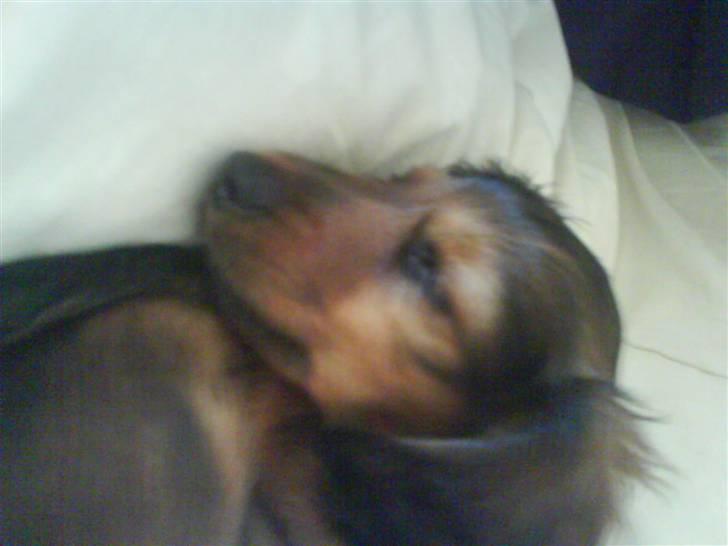 Miniature gravhund Amanda billede 7