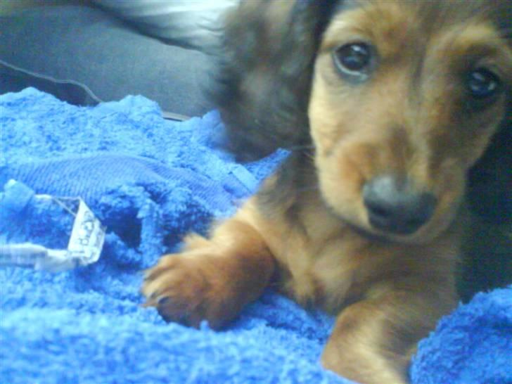 Miniature gravhund Amanda billede 8