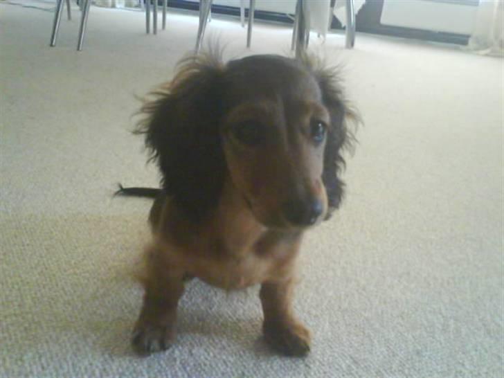 Miniature gravhund Amanda billede 9