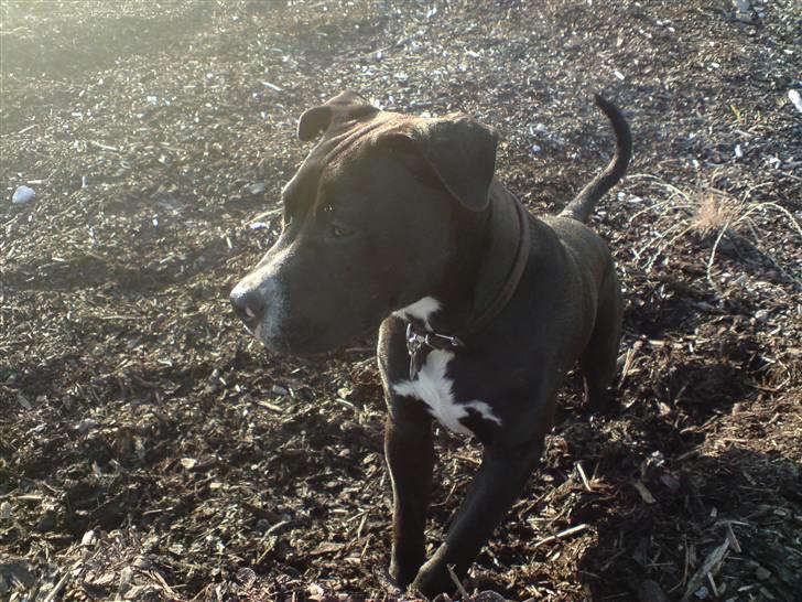 Amerikansk staffordshire terrier Zin-G billede 15