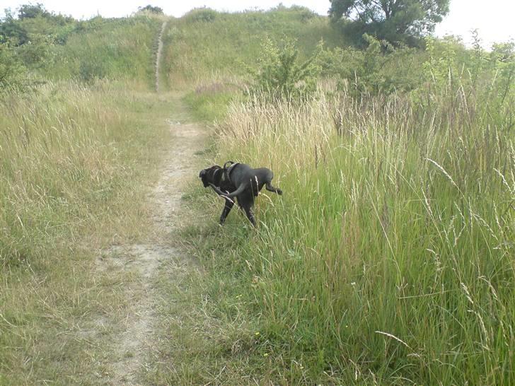 Amerikansk staffordshire terrier Zin-G billede 16