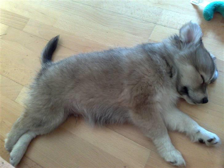 Blanding af racer Kaiser - første dag hjemme hos mor og far :)  billede 3