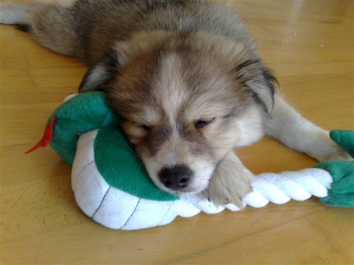 Blanding af racer Kaiser - man bliver træt af at lege :) billede 4