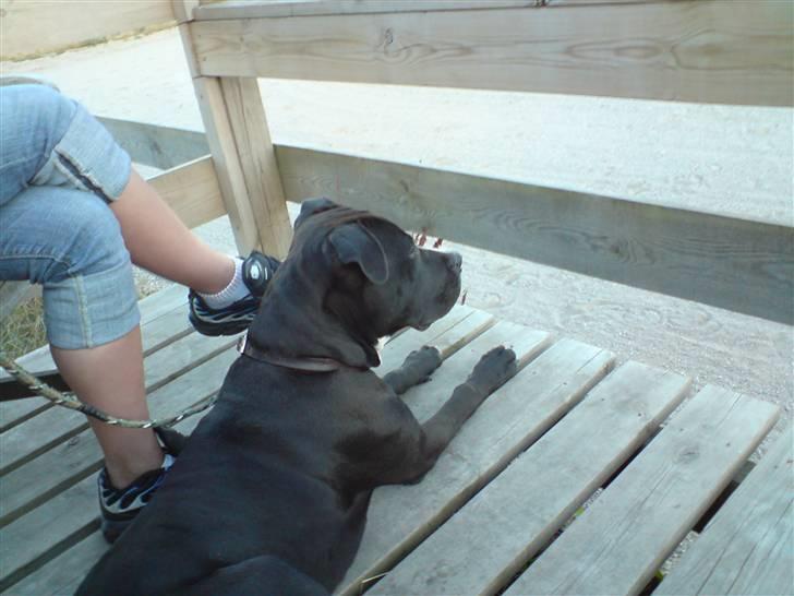 Amerikansk staffordshire terrier Zin-G billede 17