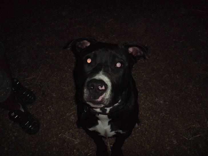 Amerikansk staffordshire terrier Zin-G billede 18