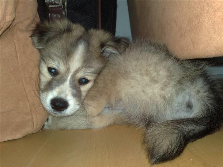 Blanding af racer Kaiser - der var lige plads til mig her.. billede 5