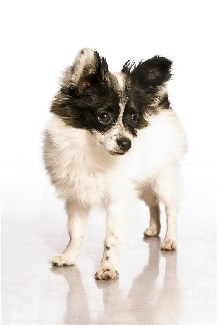 Papillon Buffy billede 17