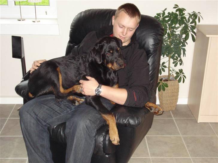 Rottweiler Kia - Hygger med far billede 9