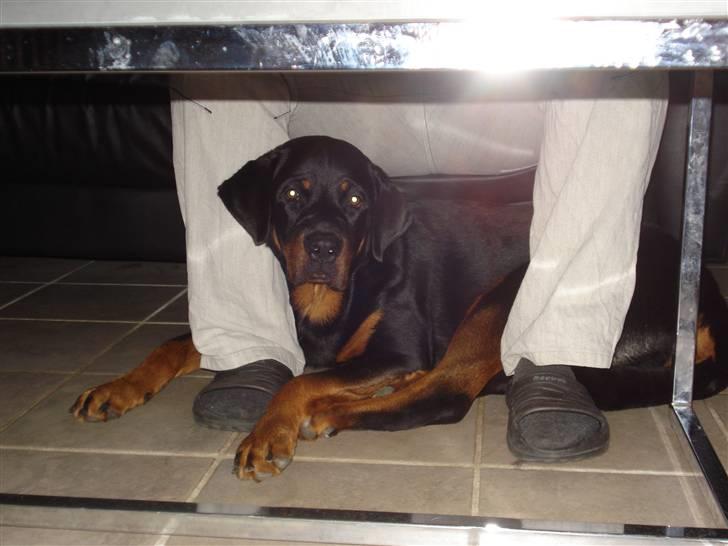 Rottweiler Kia - Taget d.15 dec 2008 billede 10