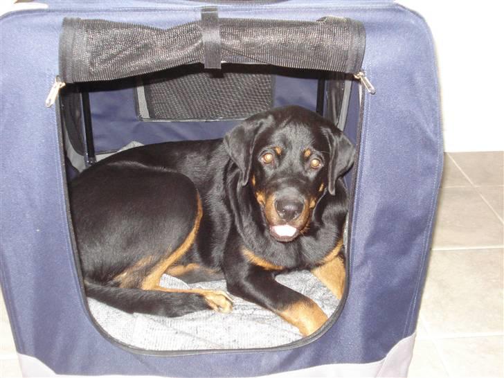 Rottweiler Kia - Mit transportbur billede 11