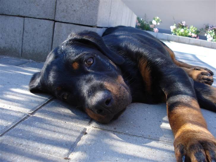 Rottweiler Kia - Ser jeg ikke afslappet ud billede 12