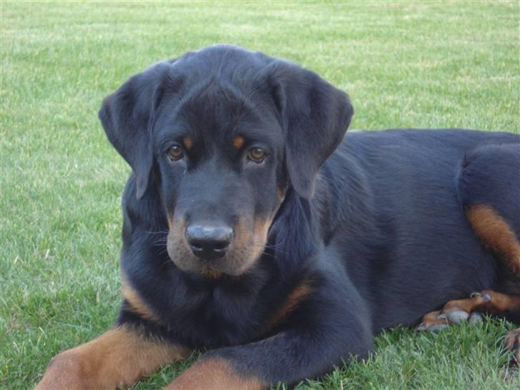 Rottweiler Kia billede 14