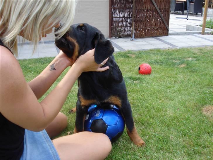 Rottweiler Kia - Kysser med mor billede 15