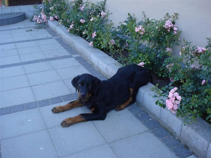 Rottweiler Kia - Der var ikke flere stole billede 17