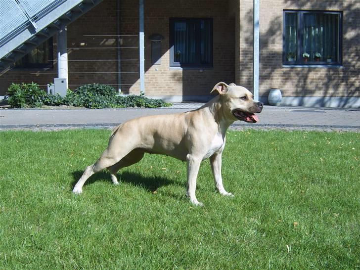 Amerikansk staffordshire terrier Wilma billede 1