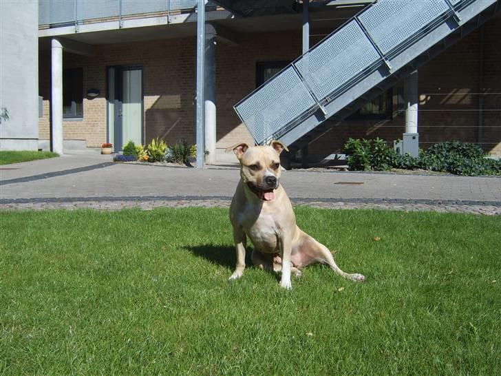 Amerikansk staffordshire terrier Wilma billede 2