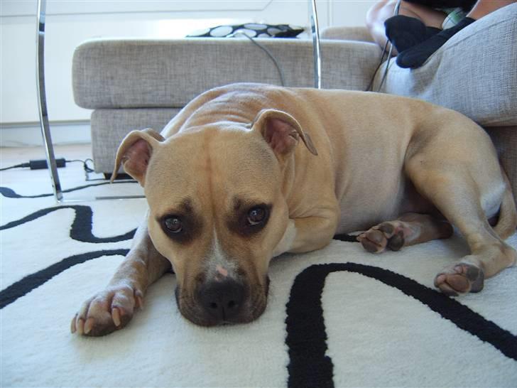 Amerikansk staffordshire terrier Wilma billede 3