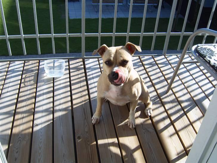 Amerikansk staffordshire terrier Wilma billede 4