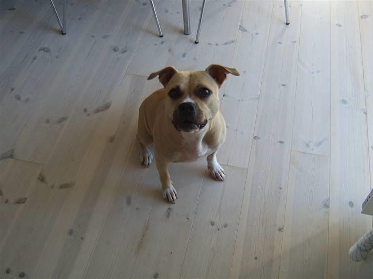 Amerikansk staffordshire terrier Wilma billede 5