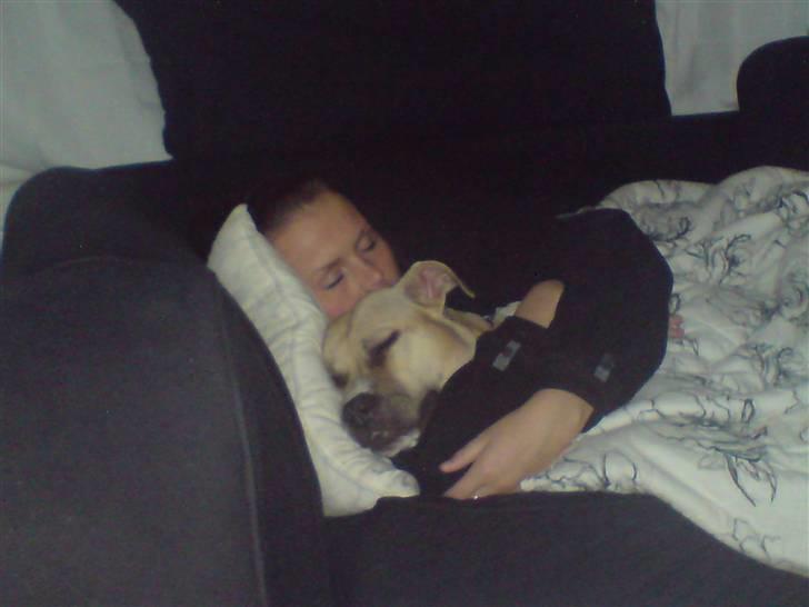 Amerikansk staffordshire terrier Wilma billede 6