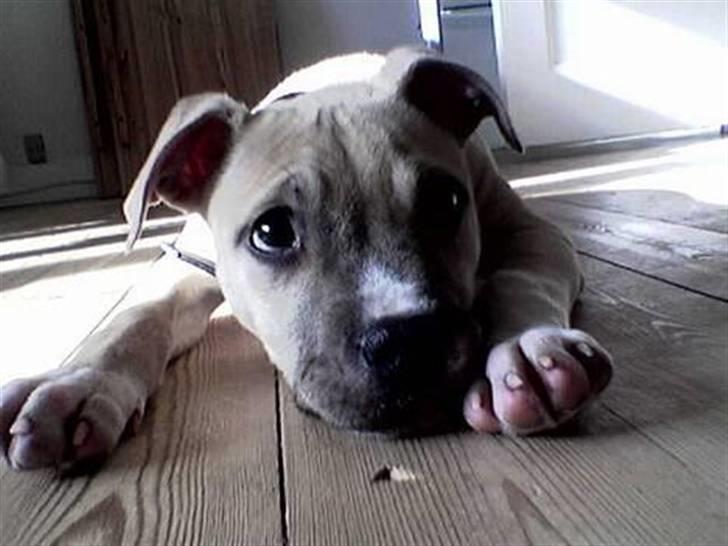 Amerikansk staffordshire terrier Wilma billede 7