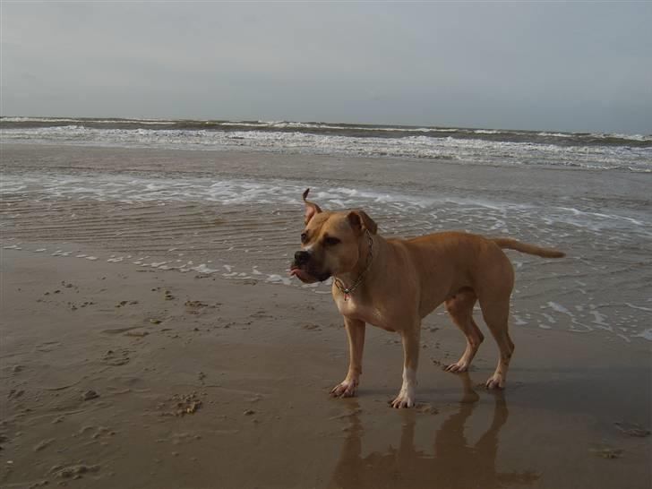 Amerikansk staffordshire terrier Wilma billede 8