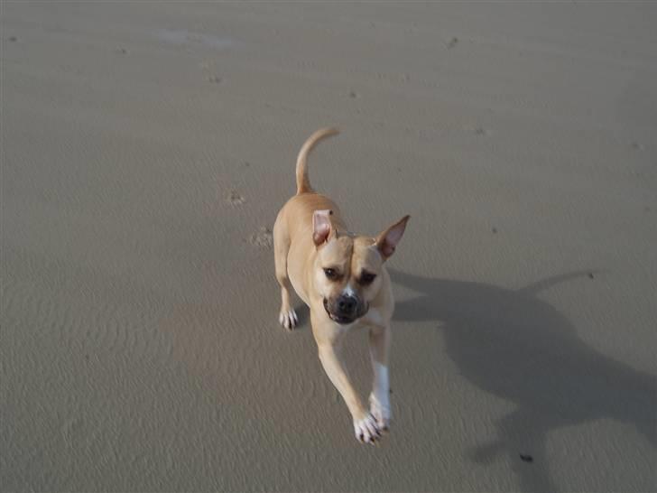 Amerikansk staffordshire terrier Wilma billede 9