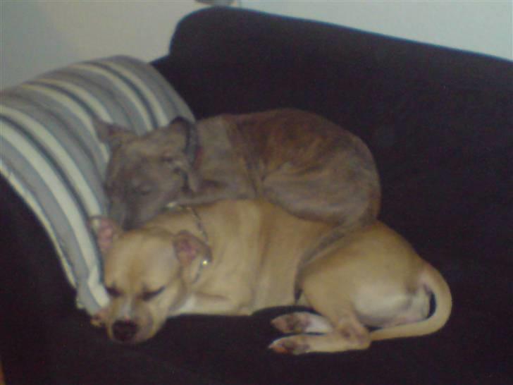 Amerikansk staffordshire terrier Wilma billede 10