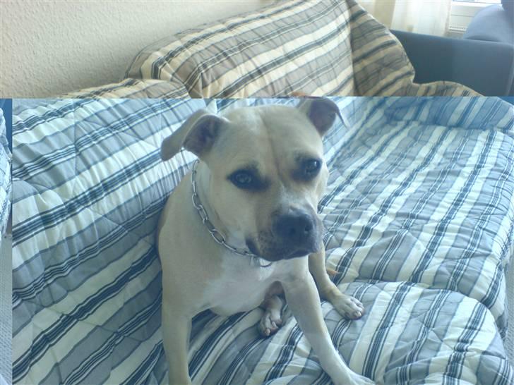 Amerikansk staffordshire terrier Wilma billede 11