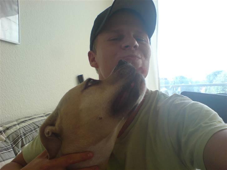 Amerikansk staffordshire terrier Wilma billede 12