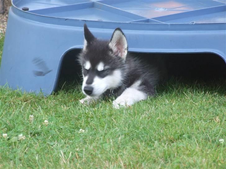 Alaskan malamute Helios - Gemmeleg billede 4