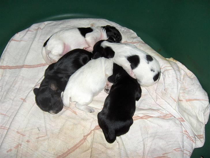 Cocker spaniel Bella - Bella og hendes 4 søskende.. :D billede 8