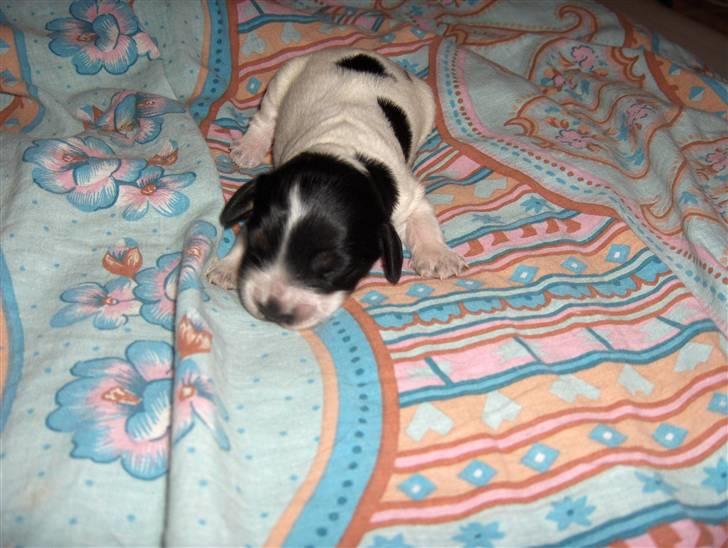 Cocker spaniel Bella - Her er prinsessen 2 uger gammel :) billede 9