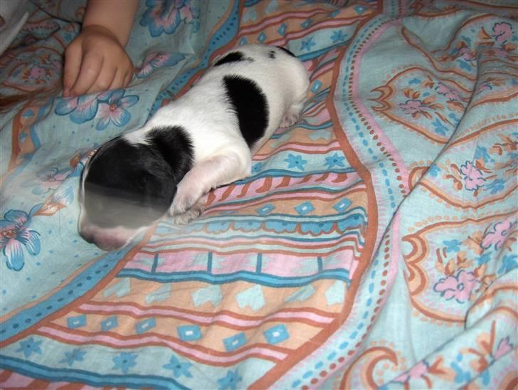 Cocker spaniel Bella - Her er prinsessen 2 uger gammel :) billede 10