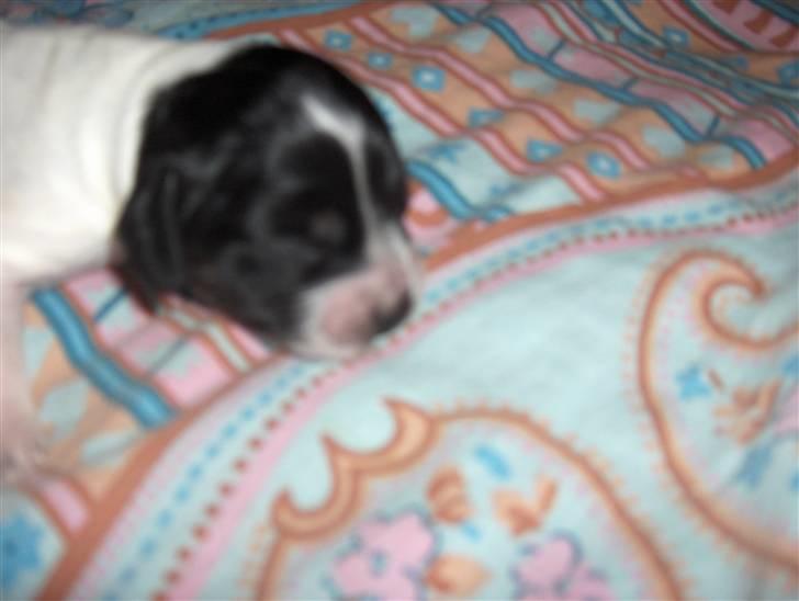 Cocker spaniel Bella - Her er prinsessen 2 uger gammel :) billede 11