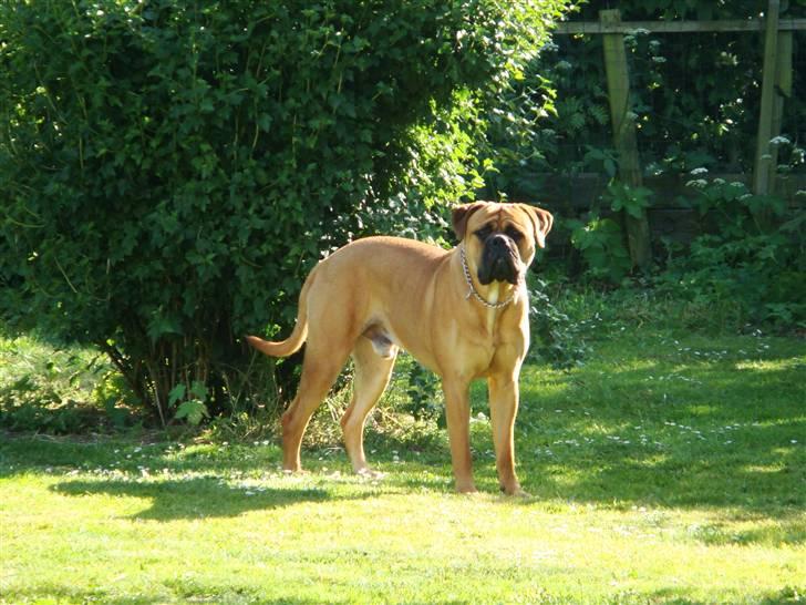 Bullmastiff Kenzo billede 12