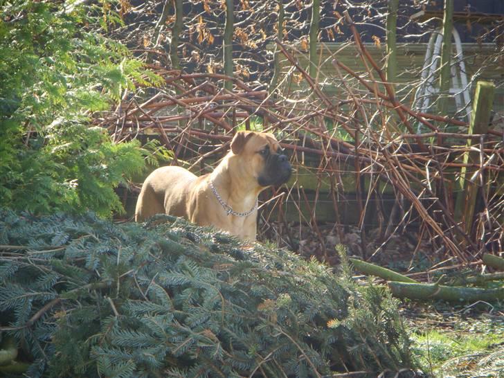 Bullmastiff Kenzo billede 13