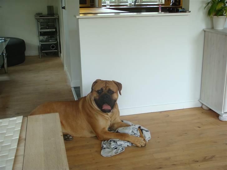 Bullmastiff Kenzo billede 14