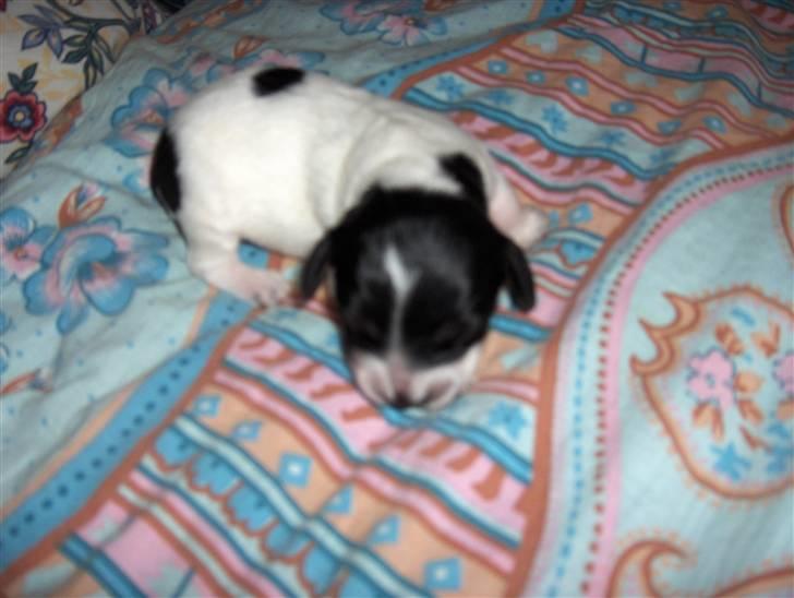 Cocker spaniel Bella - Her er prinsessen 2 uger gammel :) billede 12