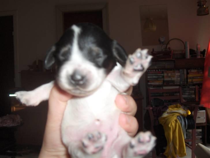 Cocker spaniel Bella - Her er prinsessen 3 uger gammel :) billede 13