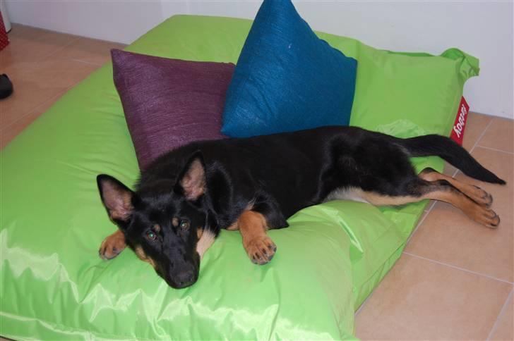 Schæferhund Cartagenas Fanny - Fanny slanger sig lige for fotografen :D billede 1