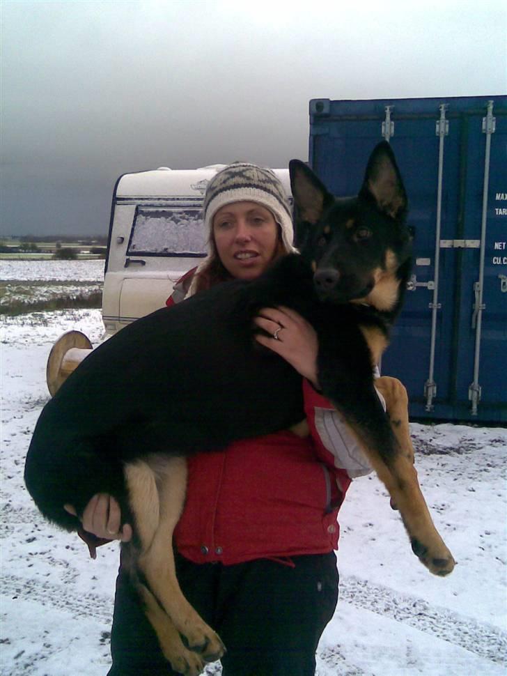 Schæferhund Cartagenas Fanny - Mor - kan du ikk bare løfte mig hele vejen ind?! det er så hårdt til træning! billede 2